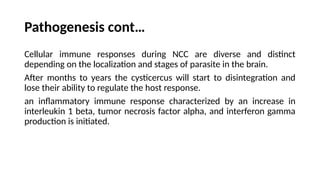 Pathogenesis cont…
Cellular immune responses during NCC are diverse and distinct
depending on the localization and stages of parasite in the brain.
After months to years the cysticercus will start to disintegration and
lose their ability to regulate the host response.
an inflammatory immune response characterized by an increase in
interleukin 1 beta, tumor necrosis factor alpha, and interferon gamma
production is initiated.
 