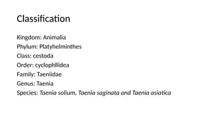 Classification
Kingdom: Animalia
Phylum: Platyhelminthes
Class: cestoda
Order: cyclophllidea
Family: Taeniidae
Genus: Taenia
Species: Taenia solium, Taenia saginata and Taenia asiatica
 