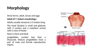 Morphology
three forms; adult, larvae and eggs
Adult of T. Solium morphology;
Adults usually measures 2-3 meters long.
The head (Scolex) is small and globular
with 4 suckers and a rostellum armed
with 2 rows of hooks
Neck is short and thick
proglottides number less than a
thousand. Mature proglottides have a
pair of male and female reproductive
organs.
 