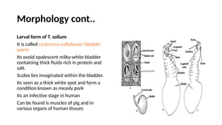 Morphology cont..
Larval form of T. solium
It is called cystcercus cellulosae/ bladder
worm
Its ovoid opalescent milky-white bladder
containing thick fluids rich in protein and
salt.
Scolex lies invaginated within the bladder.
Its seen as a thick white spot and form a
condition known as measly pork
Its an infective stage in human
Can be found is muscles of pig and in
various organs of human tissues
 