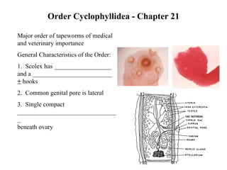 Order Cyclophyllidea - Chapter 21 Major order of tapeworms of medical and veterinary importance General Characteristics of the Order: 1.  Scolex has __________________ and a _________________________  +   hooks 2.  Common genital pore is lateral 3.  Single compact ________________________________  beneath ovary 