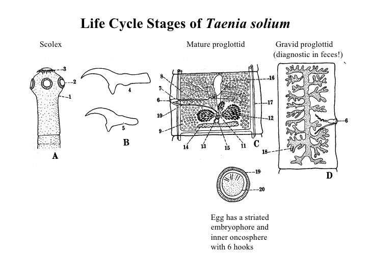 Cyclophyllidean Tapeworms