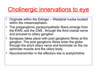 Cholinergic innervations to eye
• Originate within the Edinger – Westphal nucles located
within the mesencephalon.
• The preganglionic parasympathetic fibers emerge from
the EWN ,exit the CNS , through the third cranial nerve
and proceed to ciliary ganglion.
• Synapses takes place with post ganglionic fibres at the
ganglion .The post ganglionic fibres enter the globe
through the short ciliary nerve and terminate on the iris
sphincter muscle and the ciliary body.
• Neurotransmitter in the effectors site is acetylcholine
 