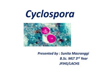 Cyclospora
Presented by : Sunita Masranggi
B.Sc. MLT 3rd Year
JFIHS/LACHS
 