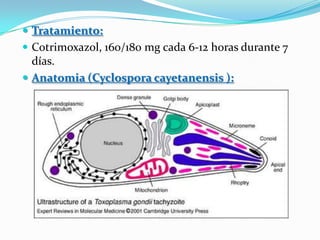  Tratamiento:
 Cotrimoxazol, 160/180 mg cada 6-12 horas durante 7
  días.
 Anatomia (Cyclospora cayetanensis ):
 