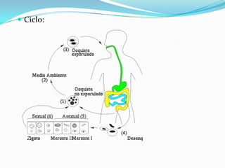  Ciclo:
 