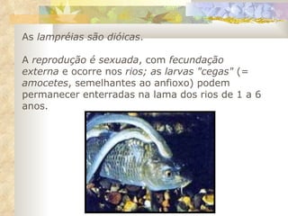 As  lampréias são dióicas .  A  reprodução é sexuada , com  fecundação externa  e ocorre nos  rios; a s  larvas "cegas"  (=  amocetes , semelhantes ao anfioxo) podem permanecer enterradas na lama dos rios de 1 a 6 anos. 