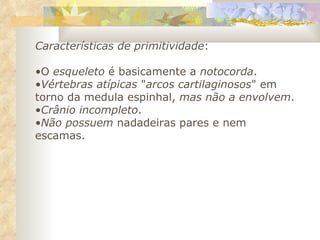 Características de primitividade : O  esqueleto  é basicamente a  notocorda .  Vértebras atípicas  " arcos cartilaginosos " em torno da medula espinhal,  mas não a envolvem .  Crânio incompleto .  Não possuem  nadadeiras pares e nem escamas.  