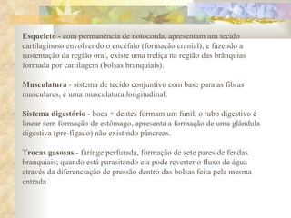 Esqueleto  - com permanência de notocorda, apresentam um tecido cartilaginoso envolvendo o encéfalo (formação cranial), e fazendo a sustentação da região oral, existe uma treliça na região das brânquias formada por cartilagem (bolsas branquiais). Musculatura  - sistema de tecido conjuntivo com base para as fibras musculares, é uma musculatura longitudinal.  Sistema digestório  - boca + dentes formam um funil, o tubo digestivo é linear sem formação de estômago, apresenta a formação de uma glândula digestiva (pré-fígado) não existindo pâncreas.  Trocas gasosas  - farínge perfurada, formação de sete pares de fendas branquiais; quando está parasitando ela pode reverter o fluxo de água através da diferenciação de pressão dentro das bolsas feita pela mesma entrada 