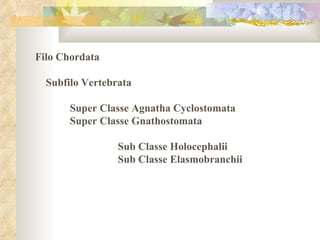 Filo Chordata  Subfilo Vertebrata  Super Classe Agnatha Cyclostomata Super Classe Gnathostomata  Sub Classe Holocephalii  Sub Classe Elasmobranchii  