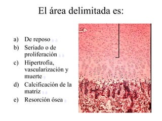 El área delimitada es:

a) De reposo a a
b) Seriado o de
   proliferación a a
c) Hipertrofia,
   vascularización y
   muerte a
d) Calcificación de la
   matriz a a
e) Resorción ósea a
 