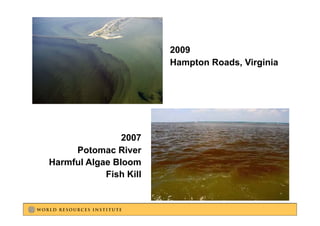 2009
                        Hampton Roads Virginia
                                Roads,




                2007
     Potomac River
Harmful Algae Bloom
            Fish Kill
 