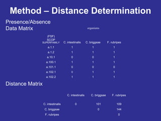 Method – Distance Determination
(FSF)
SCOP
SUPERFAMILY
organisms
C. intestinalis C. briggsae F. rubripes
a.1.1 1 1 1
a.1.2 1 1 1
a.10.1 0 0 1
a.100.1 1 1 1
a.101.1 0 0 0
a.102.1 0 1 1
a.102.2 1 1 1
C. intestinalis C. briggsae F. rubripes
C. intestinalis 0 101 109
C. briggsae 0 144
F. rubripes 0
Presence/Absence
Data Matrix
Distance Matrix
 