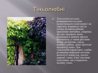  Тіньолюбні рослини
розвиваються за умов
недостатнього освітлення і не
терплять яскравого світла
(плаун булавоподібний,
квасениця звичайна, смерека).
До них належать види,
розміщені в нижніх ярусах
фітоценозу, а також рослини
печер, розщелин, скель,
водних глибин, деякі ґрунтові
водорості тощо. Для
тіньолюбів характерні: слабко
розвинена коренева система,
витягнуті міжвузля, досить
широкі, тонкі, м'які листкові
пластинки, що утворюють
мозаїку тощо.
 