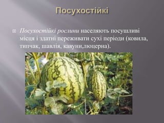  Посухостійкі рослини населяють посушливі
місця і здатні переживати сухі періоди (ковила,
типчак, шавлія, кавуни,люцерна).
 