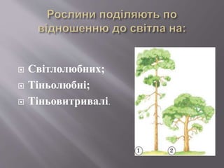  Світлолюбних;
 Тіньолюбні;
 Тіньовитривалі.
 