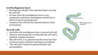 (a) Mucilaginous layer:
o Mucilaginous sheath is the outermost layer covering
the cell wall.
o In some cases the mucilaginous layer is very
conspicuous and forms mucilaginous sheath but in
others it may be inconspicuous.
o It protects the cell from the injurious factors of the
environment.
(b) Cell wall:
o Just below the mucilaginous layer is present cell wall.
o Electron microscopy has revealed that the cell wall is
relatively complex structure.
o The cell wall is 2 or 3-layered and the inner layer lies
in between outer wall layer and plasma membrane.
o The cell wall is formed of polysaccharides and
mucopeptides.
 