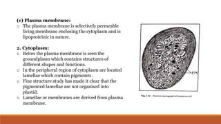 (c) Plasma membrane:
o The plasma membrane is selectively permeable
living membrane enclosing the cytoplasm and is
lipoproteinic in nature.
2. Cytoplasm:
o Below the plasma membrane is seen the
groundplasm which contains structures of
different shapes and functions.
o In the peripheral region of cytoplasm are located
lamellae which contain pigmemts .
o Fine structure study has made it clear that the
pigmented lamellae are not organised into
plastid.
o Lamellae or membranes are derived from plasma
membrane.
 