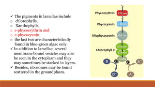  The pigments in lamellae include
o chlorophylls,
o Xanthophylls,
o c-phycoerythrin and
o c-phycocyanin,
o the last two are characteristically
found in blue-green algae only.
 In addition to lamellae, several
membrane bound vesicles may also
be seen in the cytoplasm and they
may sometimes be stacked in layers.
 Besides, ribosomes may be found
scattered in the groundplasm.
 