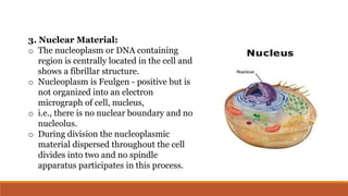3. Nuclear Material:
o The nucleoplasm or DNA containing
region is centrally located in the cell and
shows a fibrillar structure.
o Nucleoplasm is Feulgen - positive but is
not organized into an electron
micrograph of cell, nucleus,
o i.e., there is no nuclear boundary and no
nucleolus.
o During division the nucleoplasmic
material dispersed throughout the cell
divides into two and no spindle
apparatus participates in this process.
 