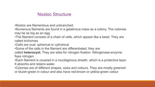 Nostoc Structure
•Nostoc are filamentous and unbranched.
•Numerous filaments are found in a gelatinous mass as a colony. The colonies
may be as big as an egg.
•The filament consists of a chain of cells, which appear like a bead. They are
called trichomes
•Cells are oval, spherical or cylindrical
•Some of the cells in the filament are differentiated, they are
called heterocyst. They are sites for nitrogen fixation. Nitrogenase enzyme
fixes nitrogen
•Each filament is covered in a mucilaginous sheath, which is a protective layer.
It absorbs and retains water.
•Colonies are of different shapes, sizes and colours. They are mostly greenish
or bluish-green in colour and also have red-brown or yellow-green colour
 