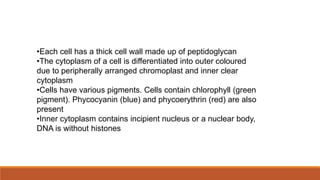 •Each cell has a thick cell wall made up of peptidoglycan
•The cytoplasm of a cell is differentiated into outer coloured
due to peripherally arranged chromoplast and inner clear
cytoplasm
•Cells have various pigments. Cells contain chlorophyll (green
pigment). Phycocyanin (blue) and phycoerythrin (red) are also
present
•Inner cytoplasm contains incipient nucleus or a nuclear body,
DNA is without histones
 