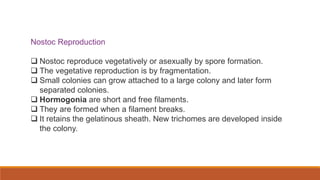 Nostoc Reproduction
 Nostoc reproduce vegetatively or asexually by spore formation.
 The vegetative reproduction is by fragmentation.
 Small colonies can grow attached to a large colony and later form
separated colonies.
 Hormogonia are short and free filaments.
 They are formed when a filament breaks.
 It retains the gelatinous sheath. New trichomes are developed inside
the colony.
 