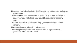 Asexual reproduction is by the formation of resting spores known
as akinetes.
Some of the cells become thick-walled due to accumulation of
food. They can withstand unfavourable conditions for many
years.
Under favourable conditions, they germinate to form a new
filament.
Nostoc also reproduce by heterocysts.
Heterocysts separate from the filament. They divide and
germinate into a new filament.
 