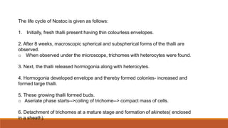 The life cycle of Nostoc is given as follows:
1. Initially, fresh thalli present having thin colourless envelopes.
2. After 8 weeks, macroscopic spherical and subspherical forms of the thalli are
observed.
o When observed under the microscope, trichomes with heterocytes were found.
3. Next, the thalli released hormogonia along with heterocytes.
4. Hormogonia developed envelope and thereby formed colonies- increased and
formed large thalli.
5. These growing thalli formed buds.
o Aseriate phase starts-->coiling of trichome--> compact mass of cells.
6. Detachment of trichomes at a mature stage and formation of akinetes( enclosed
in a sheath).
 