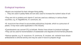 Ecological Importance
•Nostoc are important for their nitrogen-fixing ability.
o They are used in paddy fields and are also used to increase the nutrient value of soil
•They are rich in proteins and vitamin C and are used as a delicacy in various Asian
countries, e.g. N. flagelliforme, N. commune, etc.
•N. muscorum has shown to accumulate polyhydroxy butyrate, which is a precursor of
plastic. It may have useful application in the industry
•Cyanobacteria can convert CO2 to biofuels. Nostoc have shown to produce hydrogen
•They can be used for bioremediation of wastewater and degrade environmental pollutants
•Various species, e.g. N. muscorum, N. commune, N. insulare, etc. extracts have shown
antibacterial or antiviral activity and may be used in future to prepare drugs
 