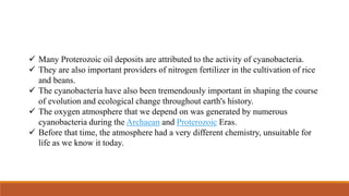  Many Proterozoic oil deposits are attributed to the activity of cyanobacteria.
 They are also important providers of nitrogen fertilizer in the cultivation of rice
and beans.
 The cyanobacteria have also been tremendously important in shaping the course
of evolution and ecological change throughout earth's history.
 The oxygen atmosphere that we depend on was generated by numerous
cyanobacteria during the Archaean and Proterozoic Eras.
 Before that time, the atmosphere had a very different chemistry, unsuitable for
life as we know it today.
 