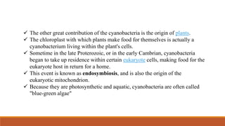  The other great contribution of the cyanobacteria is the origin of plants.
 The chloroplast with which plants make food for themselves is actually a
cyanobacterium living within the plant's cells.
 Sometime in the late Proterozoic, or in the early Cambrian, cyanobacteria
began to take up residence within certain eukaryote cells, making food for the
eukaryote host in return for a home.
 This event is known as endosymbiosis, and is also the origin of the
eukaryotic mitochondrion.
 Because they are photosynthetic and aquatic, cyanobacteria are often called
"blue-green algae"
 