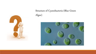 Structure of Cyanobacteria (Blue Green
Algae)
 
