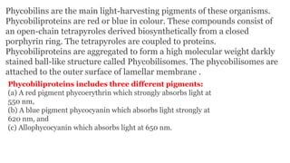 Phycobilins are the main light-harvesting pigments of these organisms.
Phycobiliproteins are red or blue in colour. These compounds consist of
an open-chain tetrapyroles derived biosynthetically from a closed
porphyrin ring. The tetrapyroles are coupled to proteins.
Phycobiliproteins are aggregated to form a high molecular weight darkly
stained ball-like structure called Phycobilisomes. The phycobilisomes are
attached to the outer surface of lamellar membrane .
Phycobiliproteins includes three different pigments:
(a) A red pigment phycoerythrin which strongly absorbs light at
550 nm,
(b) A blue pigment phycocyanin which absorbs light strongly at
620 nm, and
(c) Allophycocyanin which absorbs light at 650 nm.
 