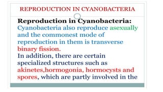 REPRODUCTION IN CYANOBACTERIA
Cyanobacteria also reproduce asexually
and the commonest mode of
reproduction in them is transverse
binary fission.
In addition, there are certain
specialized structures such as
akinetes,hormogonia, hormocysts and
spores, which are partly involved in the
Reproduction in Cyanobacteria:
 