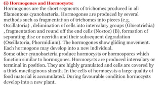 (i) Hormogones and Hormocysts:
Hormogones are the short segments of trichomes produced in all
filamentous cyanobacteria. Hormogones are produced by several
methods such as fragmentation of trichomes into pieces (e.g.
Oscillatoria) , delimination of cells into intercalary groups (Gloeotrichia)
, fragmentation and round off the end cells (Nostoc) (B), formation of
separating disc or necridia and their subsequent degradation
(Oscillatoria, Phormidium). The hormogones show gliding movement.
Each hormogone may develop into a new individual.
Some other cyanobacteria produce hormocysts or hormospores which
function similar to hormogones. Hormocysts are produced intercalary or
terminal in position. They are highly granulated and cells are covered by
a thick mucilaginous sheath. In the cells of hormocysts a large quality of
food material is accumulated. During favourable condition hormocysts
develop into a new plant.
 