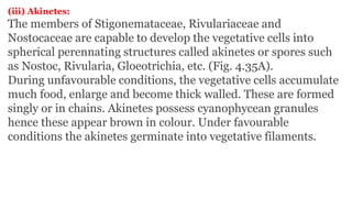 (iii) Akinetes:
The members of Stigonemataceae, Rivulariaceae and
Nostocaceae are capable to develop the vegetative cells into
spherical perennating structures called akinetes or spores such
as Nostoc, Rivularia, Gloeotrichia, etc. (Fig. 4.35A).
During unfavourable conditions, the vegetative cells accumulate
much food, enlarge and become thick walled. These are formed
singly or in chains. Akinetes possess cyanophycean granules
hence these appear brown in colour. Under favourable
conditions the akinetes germinate into vegetative filaments.
 