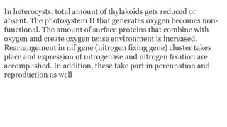 In heterocysts, total amount of thylakoids gets reduced or
absent. The photosystem II that generates oxygen becomes non-
functional. The amount of surface proteins that combine with
oxygen and create oxygen tense environment is increased.
Rearrangement in nif gene (nitrogen fixing gene) cluster takes
place and expression of nitrogenase and nitrogen fixation are
accomplished. In addition, these take part in perennation and
reproduction as well
 