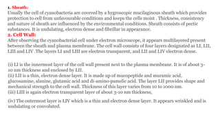 1. Sheath:
Usually the cell of cyanobacteria are covered by a hygroscopic mucilaginous sheath which provides
protection to cell from unfavourable conditions and keeps the cells moist . Thickness, consistency
and nature of sheath are influenced by the environmental conditions. Sheath consists of pectic
substances. It is undulating, electron dense and fibrillar in appearance.
2. Cell Wall:
After observing the cyanobacterial cell under electron microscope, it appears multilayered present
between the sheath and plasma membrane. The cell wall consists of four layers designated as LI, LII,
LIII and LIV .The layers LI and LIII are electron transparent, and LII and LIV electron dense.
(i) LI is the innermost layer of the cell wall present next to the plasma membrane. It is of about 3-
10 nm thickness and enclosed by LII.
(ii) LII is a thin, electron dense layer. It is made up of mucopeptide and muramic acid,
glucosamine, alanine, glutamic acid and di-amino-pamelic acid. The layer LII provides shape and
mechanical strength to the cell wall. Thickness of this layer varies from 10 to 1000 nm.
(iii) LIII is again electron transparent layer of about 3-10 nm thickness,
(iv) The outermost layer is LIV which is a thin and electron dense layer. It appears wrinkled and is
undulating or convoluted.
 
