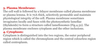 3. Plasma Membrane:
The cell wall is followed by a bilayer membrane called plasma membrane
or plasma lemma. It is 70A thick, selectively permeable and maintain
physiological integrity of the cell. Plasma membrane sometimes
invaginates locally and fuses with the photosynthetic lamellae
(thylakoids) to form a structure called lamellosomes (Fig.4.32). The
plasma membrane encloses cytoplasm and the other inclusions.
4. Cytoplasm:
Cytoplasm is distinguished into the two regions, the outer peripheral
region which is called the chromoplasm and the central colourless region
called centroplasm.
 