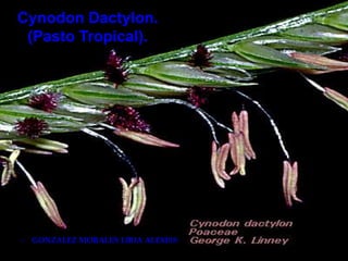 Cynodon Dactylon.
(Pasto Tropical).
– GONZALEZ MORALES LIBIA ALEXISS
 