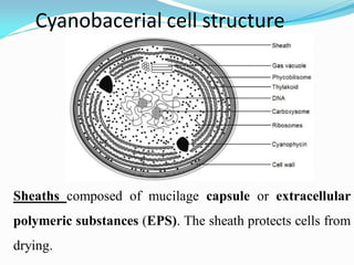 Cyanobacerial cell structure
Sheaths composed of mucilage capsule or extracellular
polymeric substances (EPS). The sheath protects cells from
drying.
 