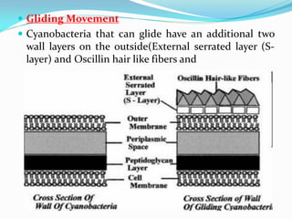  Gliding Movement
 Cyanobacteria that can glide have an additional two
wall layers on the outside(External serrated layer (S-
layer) and Oscillin hair like fibers and
 