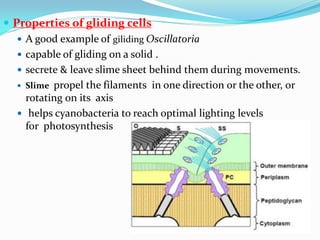  Properties of gliding cells
 A good example of giliding Oscillatoria
 capable of gliding on a solid .
 secrete & leave slime sheet behind them during movements.
 Slime propel the filaments in one direction or the other, or
rotating on its axis
 helps cyanobacteria to reach optimal lighting levels
for photosynthesis
 