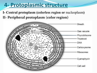 Protoplasmic structure
-
4
I- Central protoplasm (colorless region or nucleoplasm)
II- Peripheral protoplasm (color region)
 