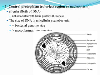  I- Central protoplasm (colorless region or nucleoplasm)
 circular fibrils of DNA-
 not associated with basic proteins (histones).
 The size of DNA in unicellular cyanobacteria
 = bacterial genome size
 > mycoplasmas genome size.
 