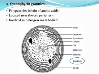 A -Cyanophycin granules:-
 Polypeptides (chain of amino acids)
 Located near the cell periphery.
 Involved in nitrogen metabolism.
 