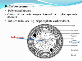 
B- Carboxysomes :-
 Polyhedral bodies
 Consist of the main enzyme involved in photosynthesis
(Rubisco).
 Rubisco (ribulose -1,5-bisphosphate carboxylase).
Carboxysome
 