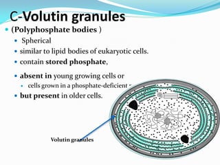 C-Volutin granules
 (Polyphosphate bodies )
 Spherical
 similar to lipid bodies of eukaryotic cells.
 contain stored phosphate,
 absent in young growing cells or
 cells grown in a phosphate-deficient medium,
 but present in older cells.
Volutin granules
 