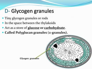 D- Glycogen granules
 Tiny glycogen granules or rods
 In the space between the thylakoids
 Act as a store of glucose or carbohydrate.
 Called Polyglucan granules (α-granules).
Glyogen granules
 